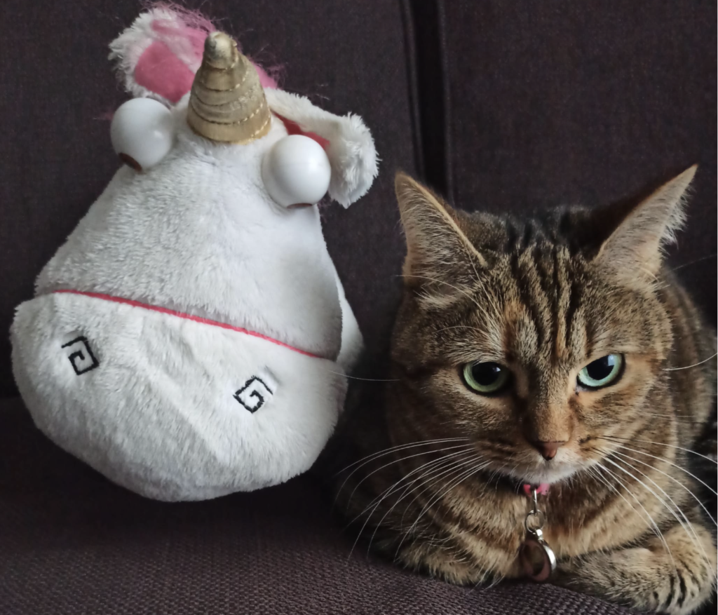 Licorne & un chat