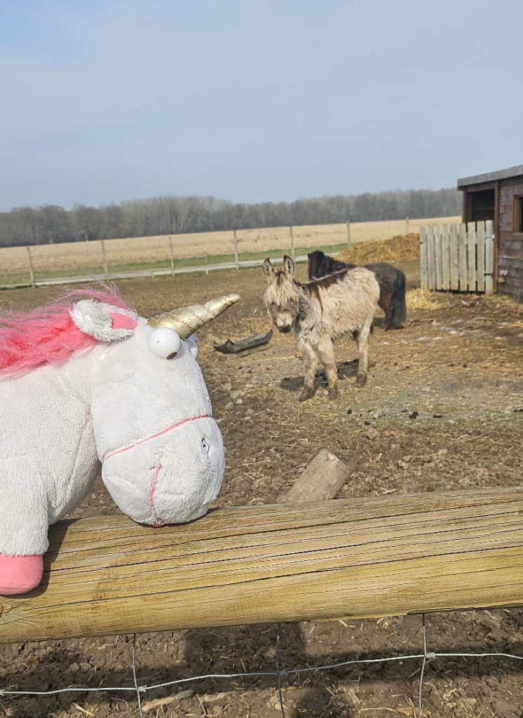 Licorne & un âne