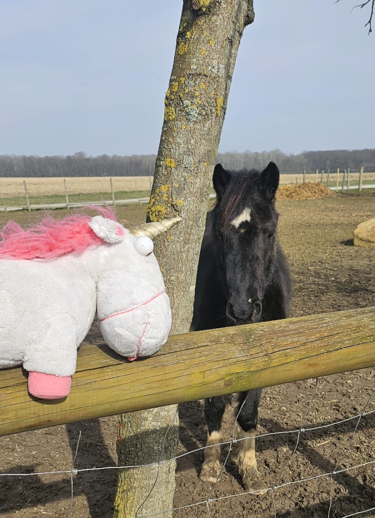 Licorne & un cheval